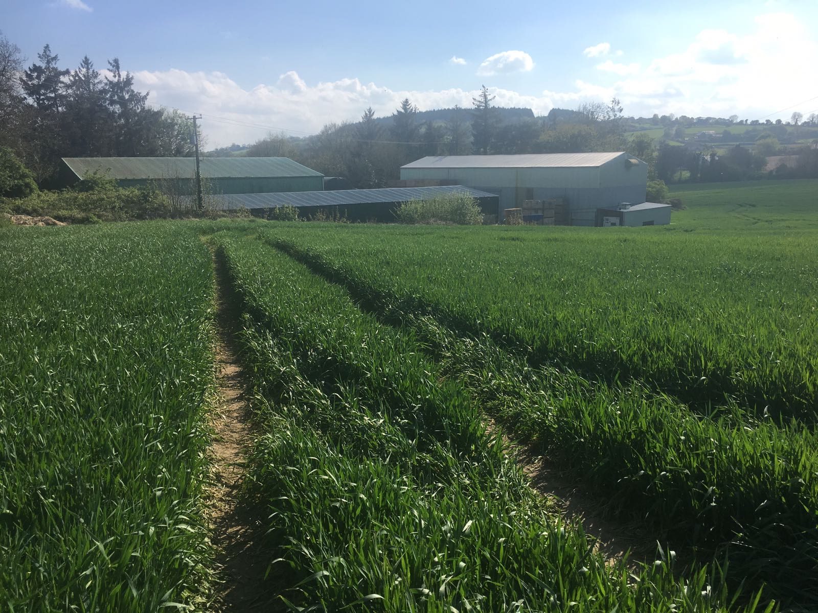 Barley field and farm sheds